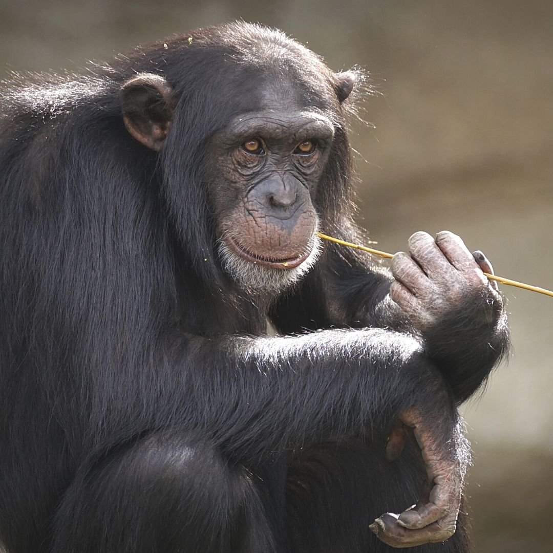 How to get your little eco heroes championing the chimp on World Chimpanzee Day