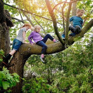 TREE-MENDOUS: Let's celebrate these giants of nature