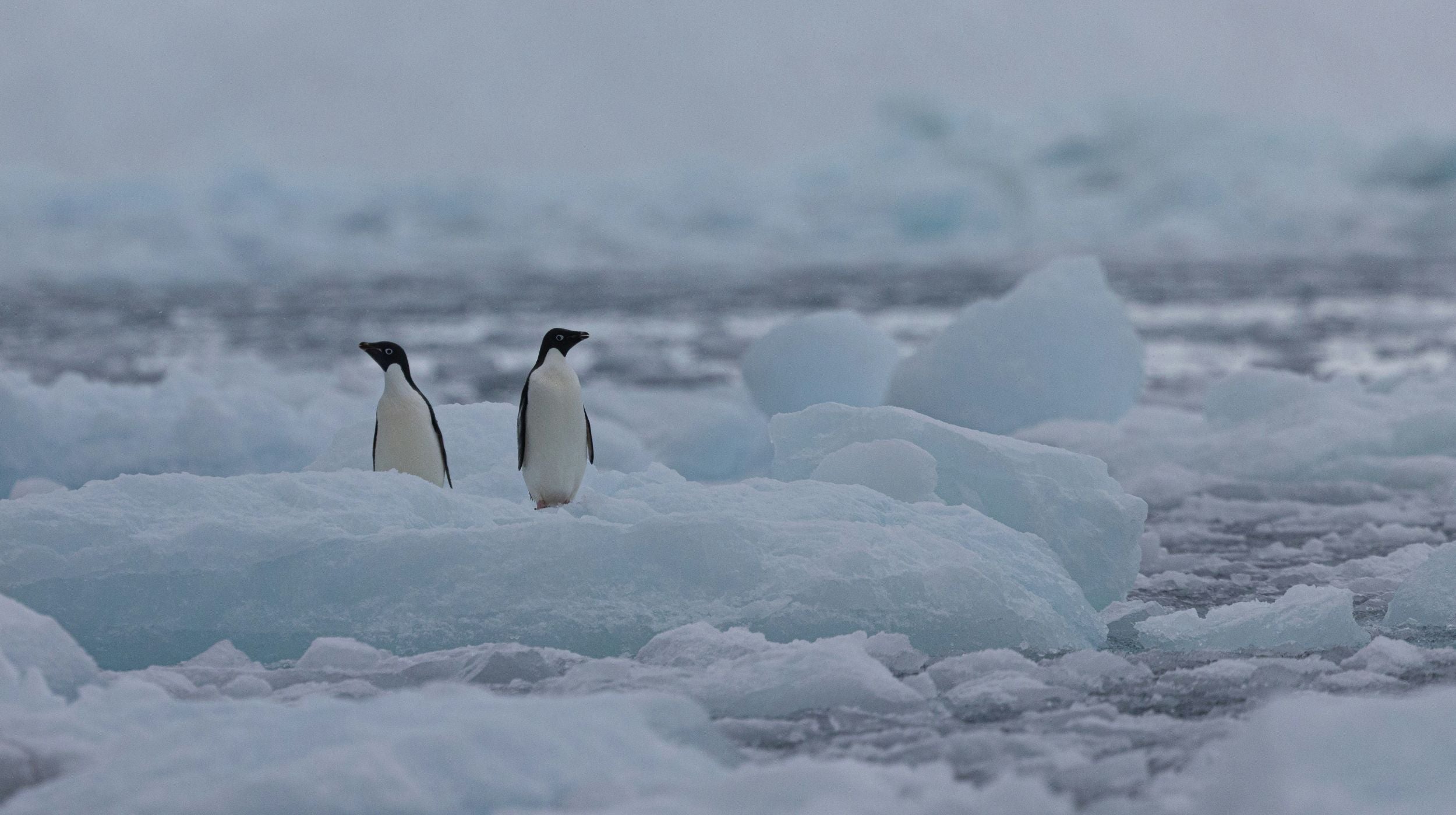 Adélie Penguin