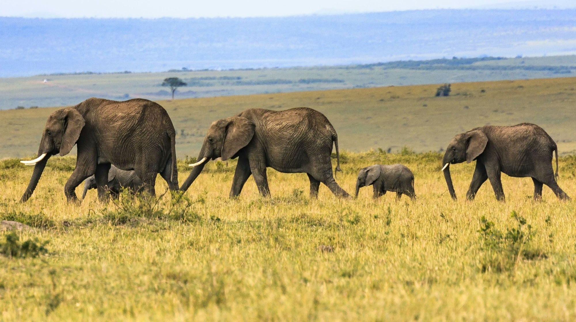 African Elephant