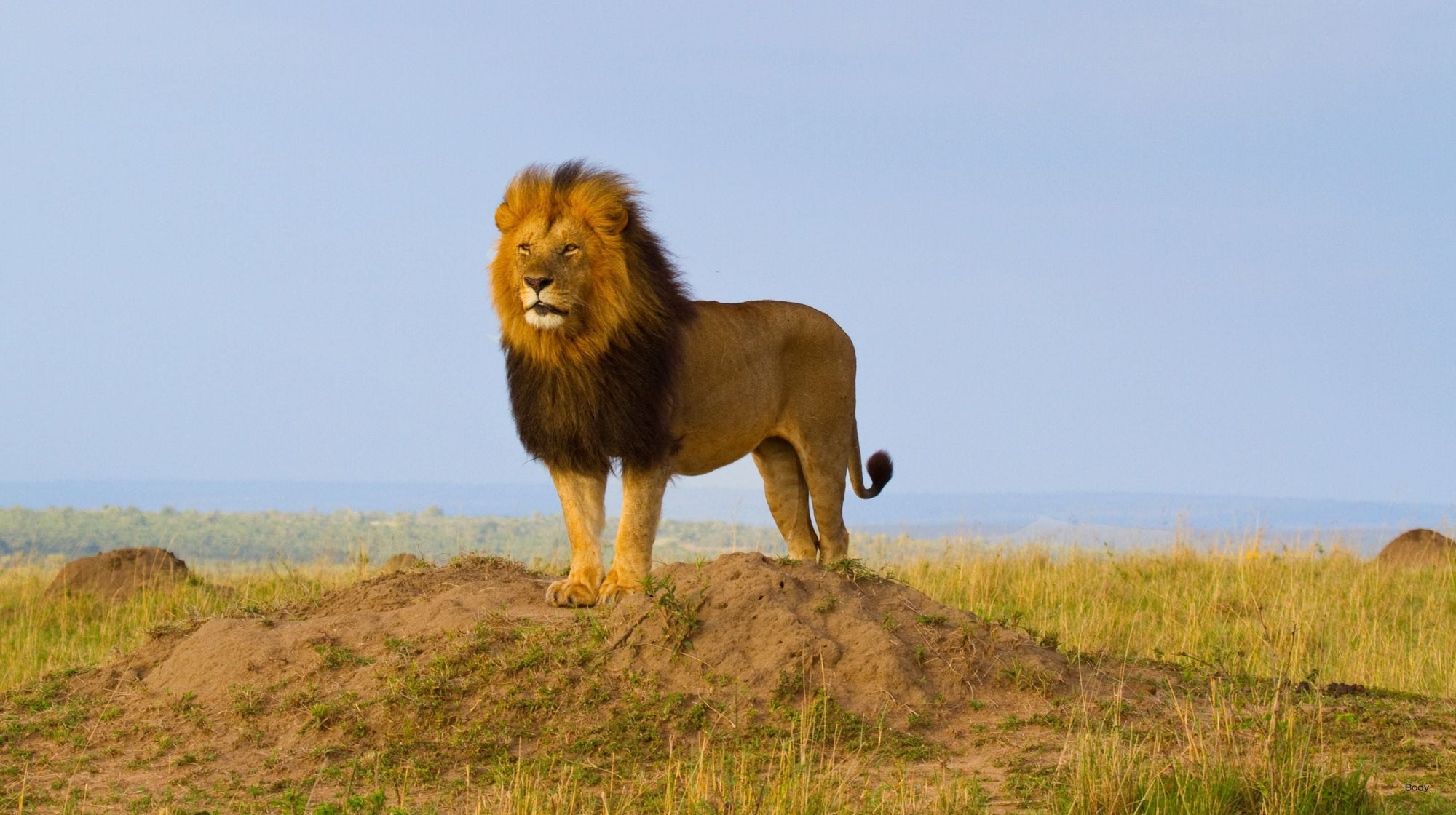 Lion
