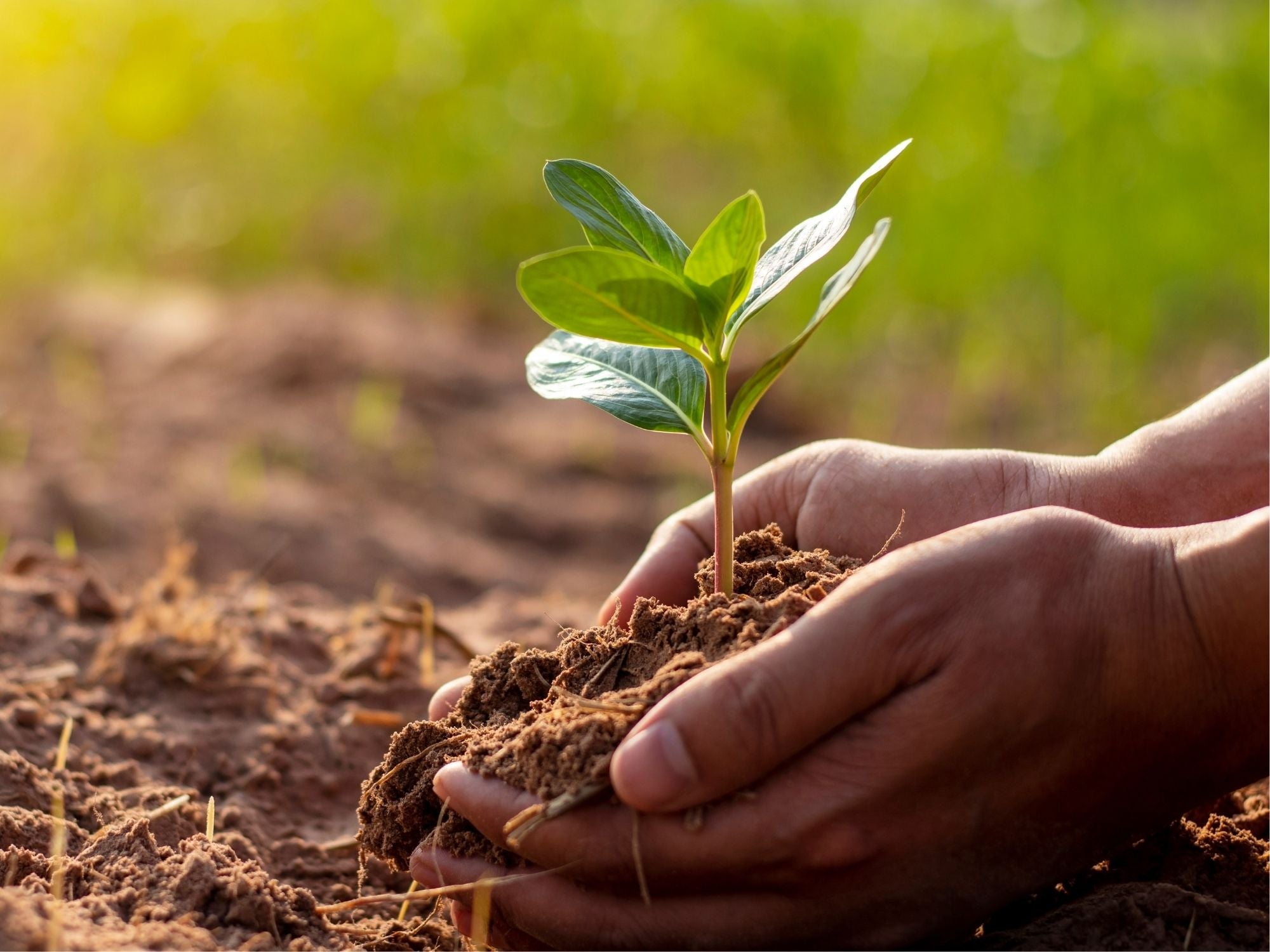Digging deeper into soil: 10 amazing soil facts