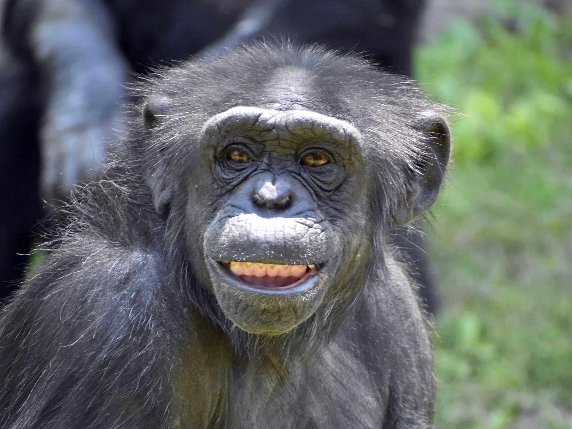 How to get your little eco heroes championing the chimp on World Chimpanzee Day