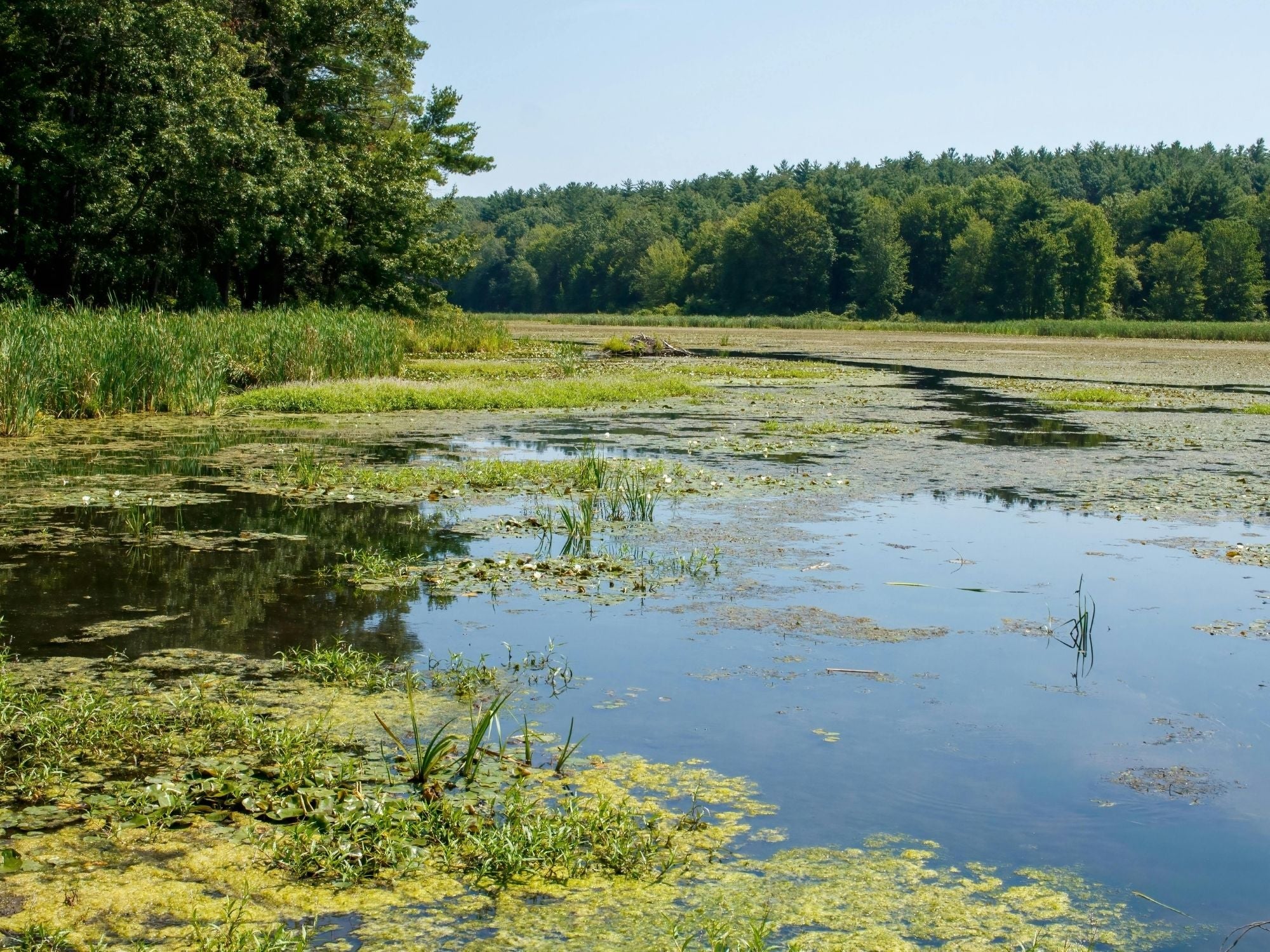 Wet, wild, wonderful... What are wetlands and why are they so important?