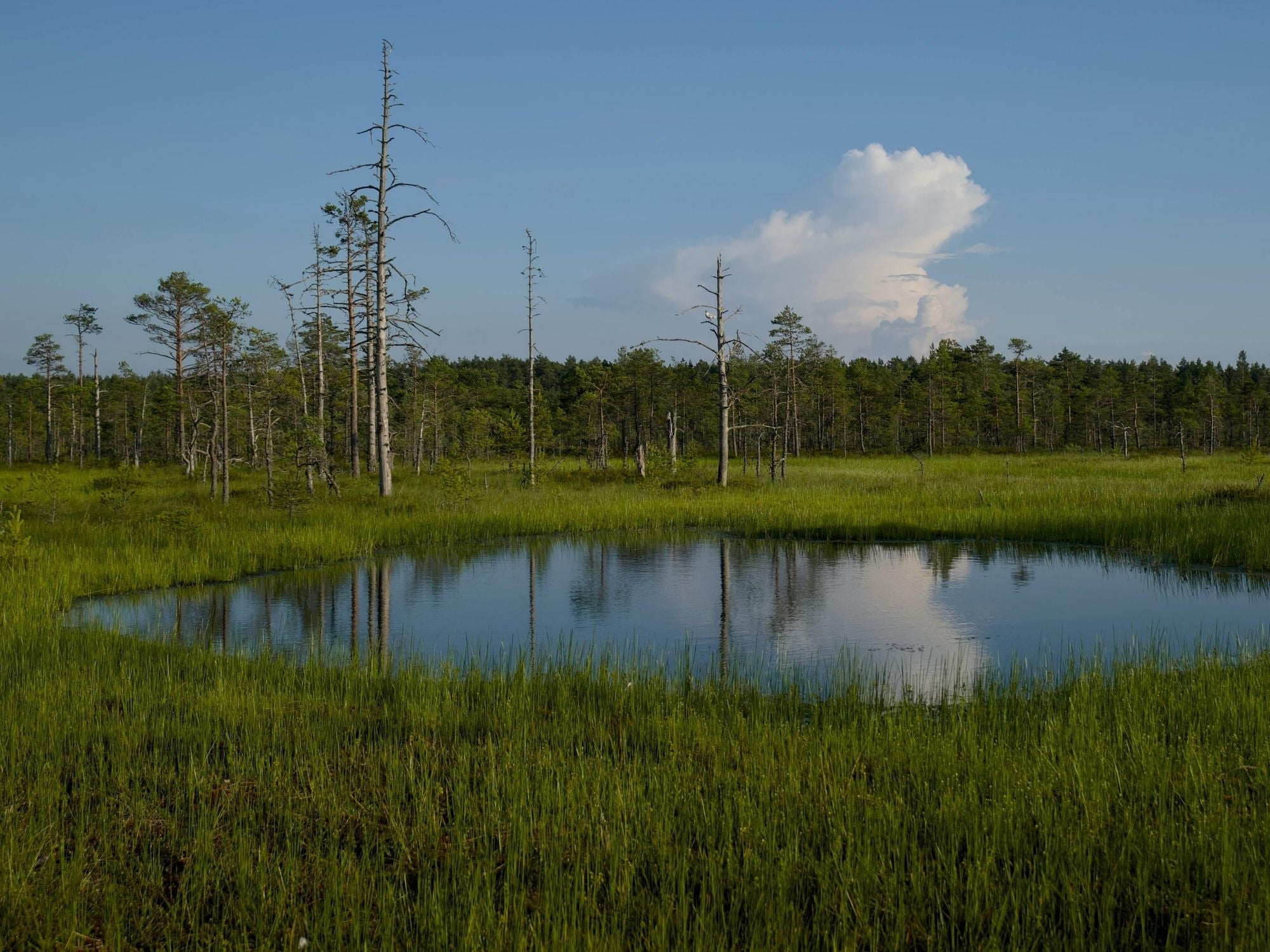 What is rewilding and why does it matter?