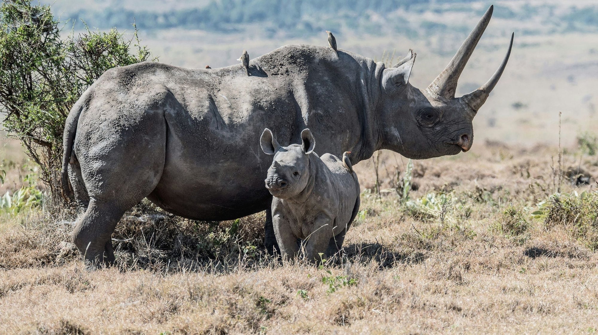 Black Rhino