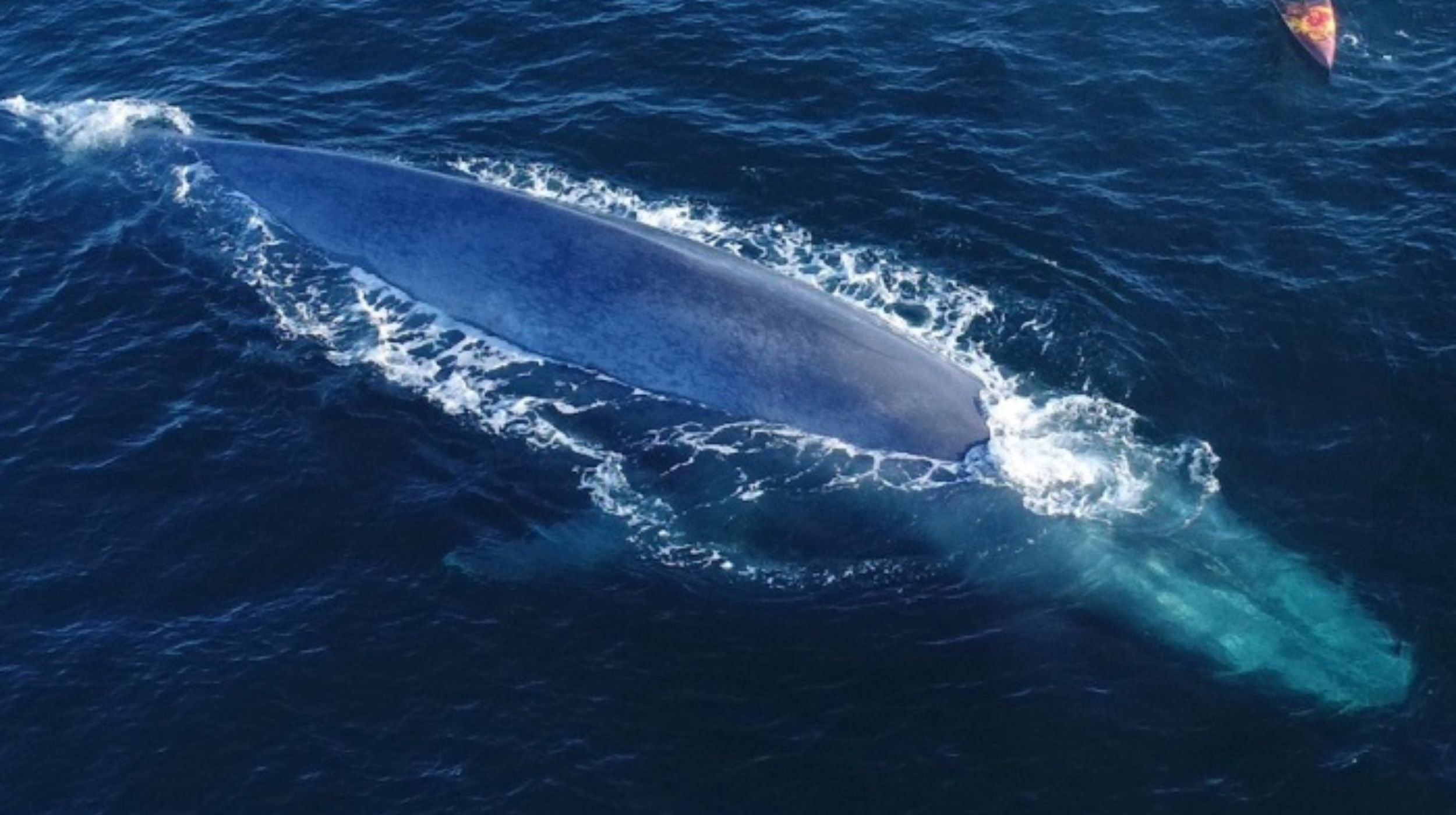 Blue Whale
