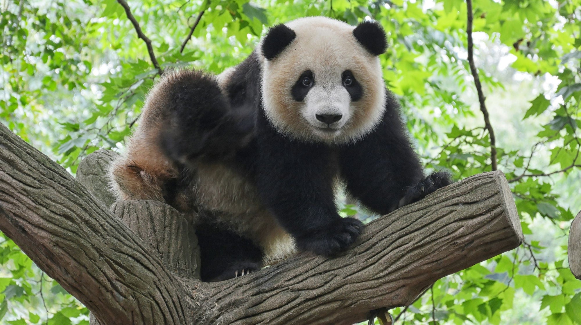Giant Panda