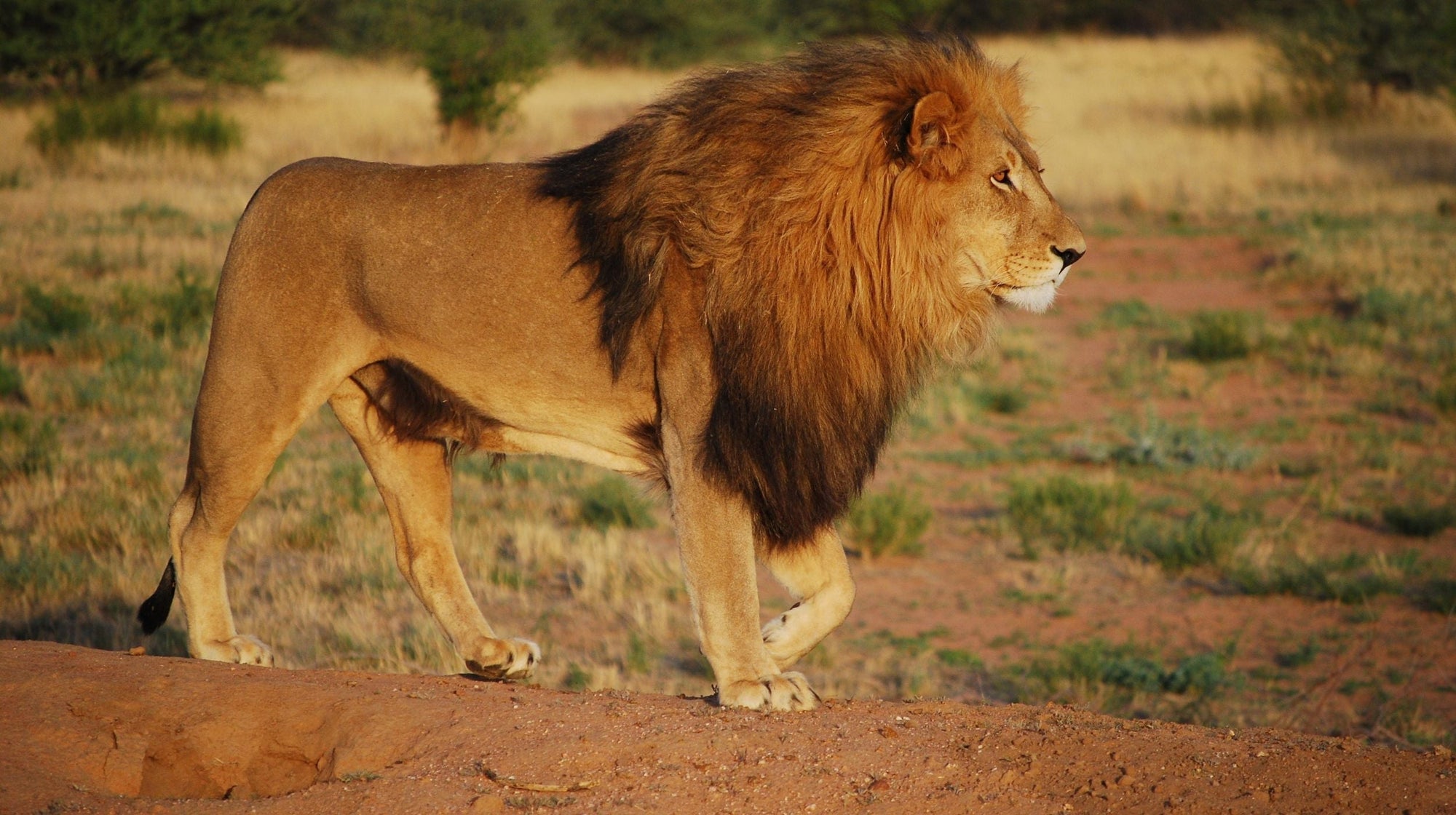 Lion