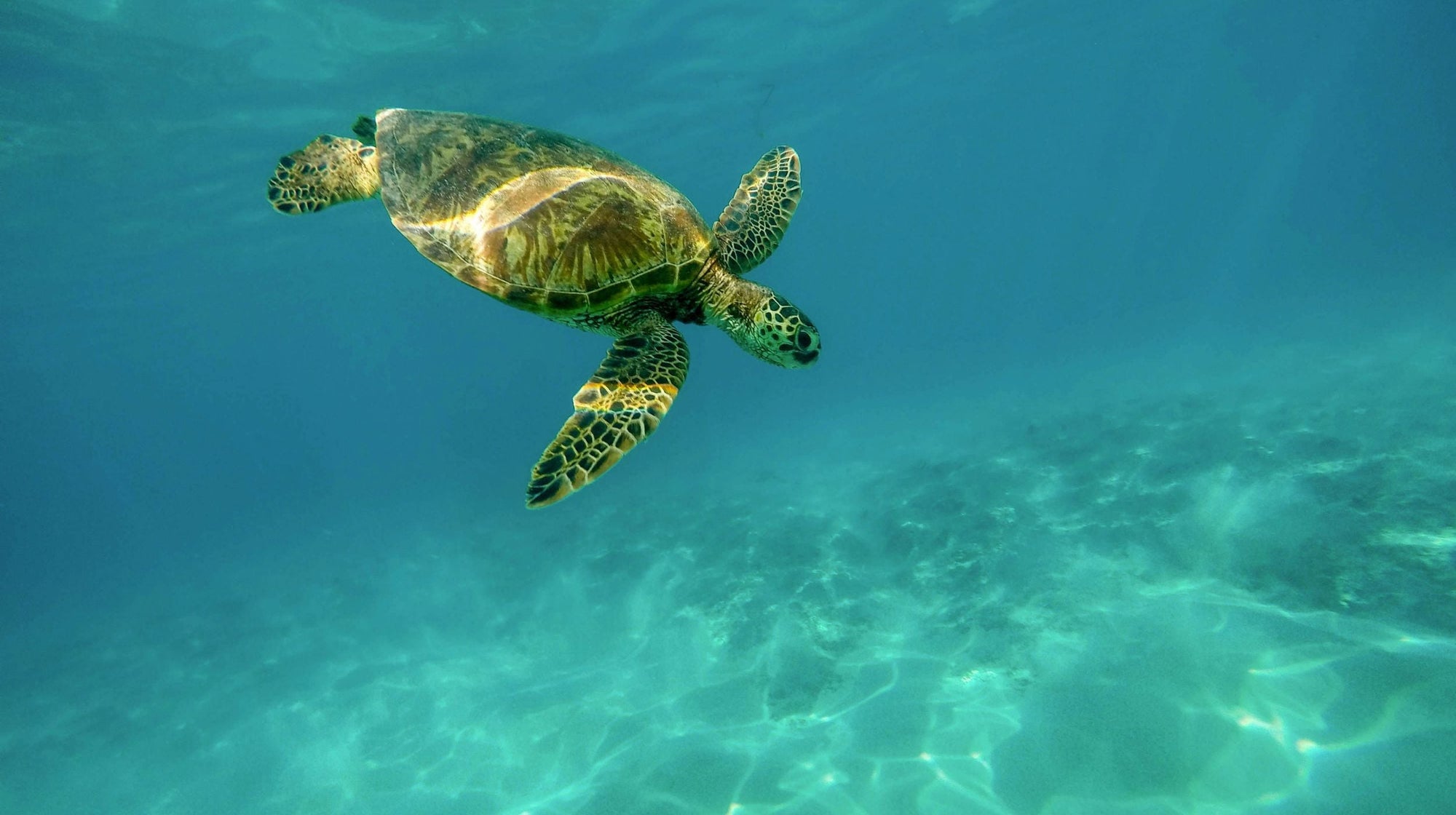 Marine Turtle