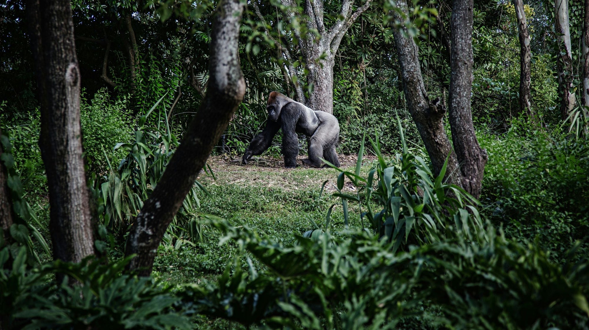 Mountain Gorilla