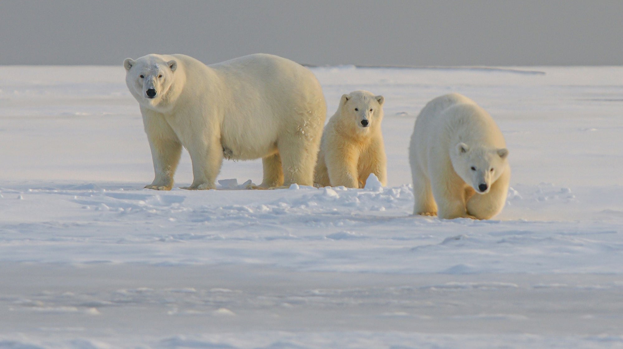 Polar Bear