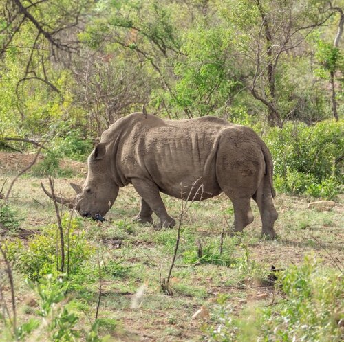 Black Rhino