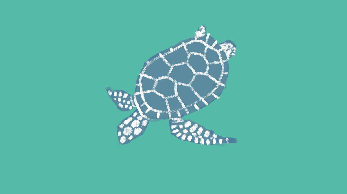 The Marine Turtle's Story