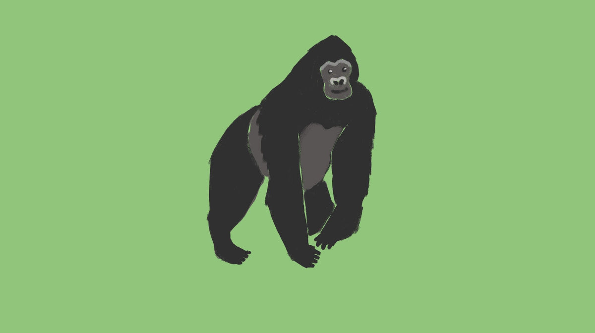 The Mountain Gorilla's Story