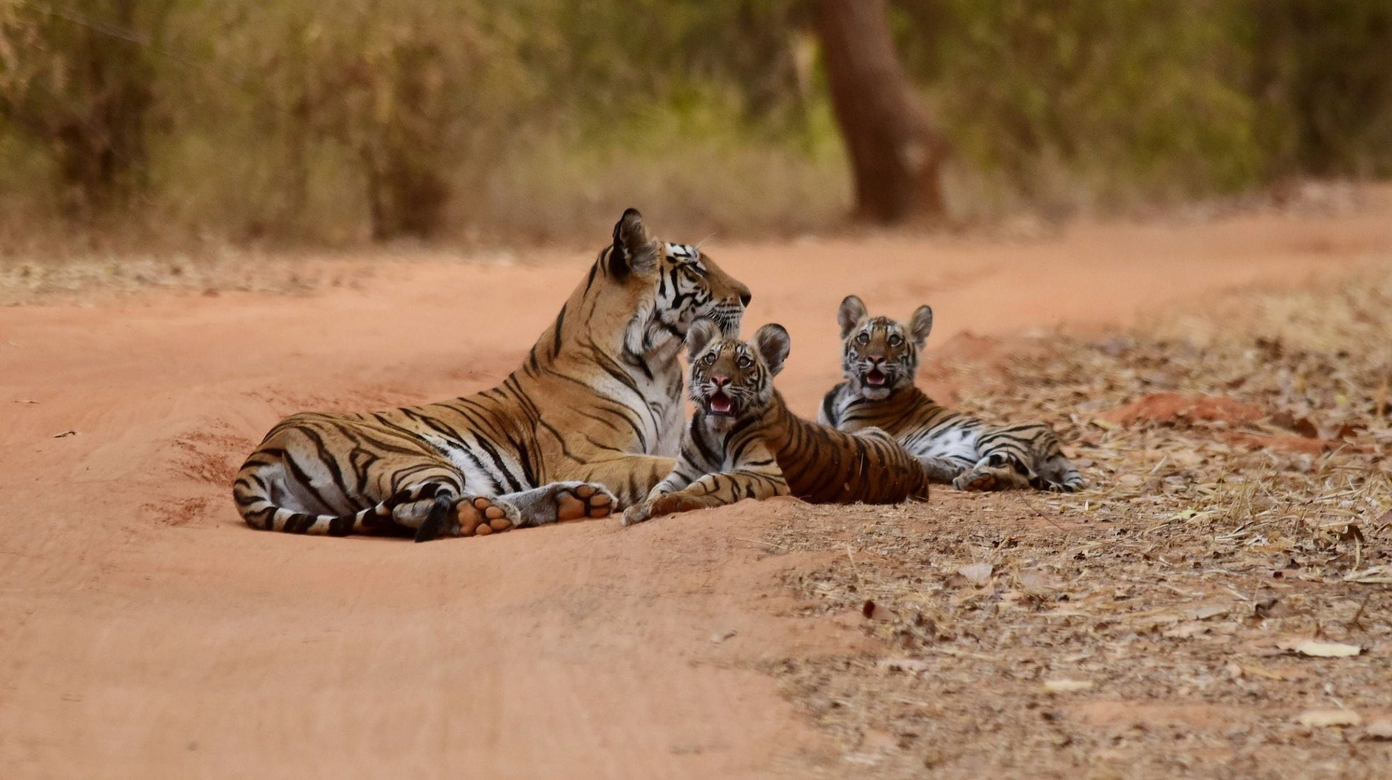 Tiger