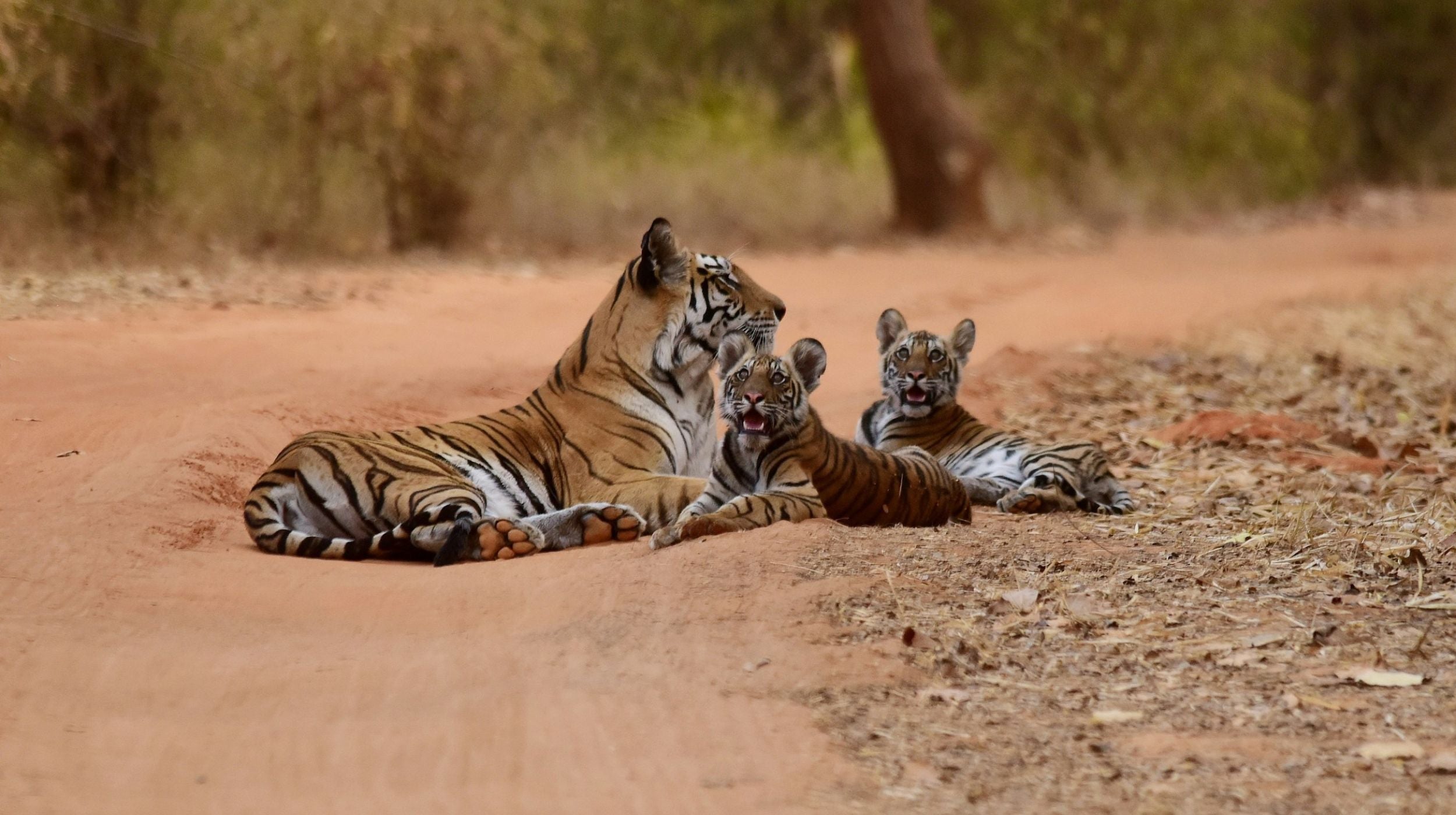 Tiger