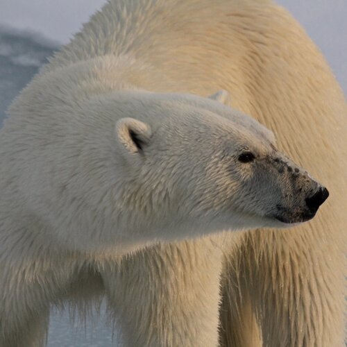 Polar Bear