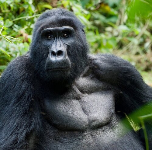Mountain Gorilla