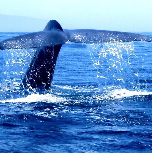 Blue Whale