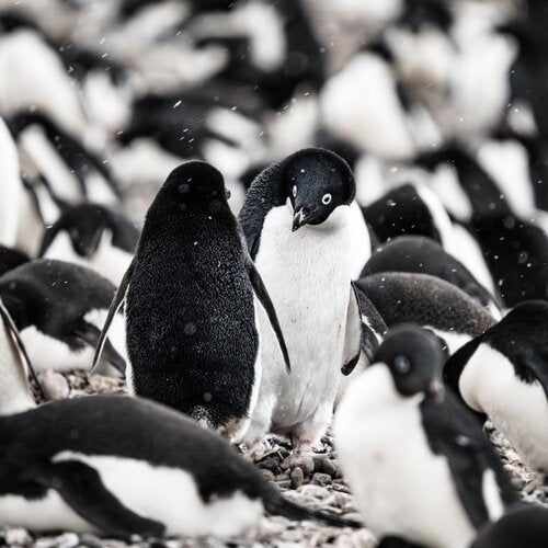 Adelie Penguin
