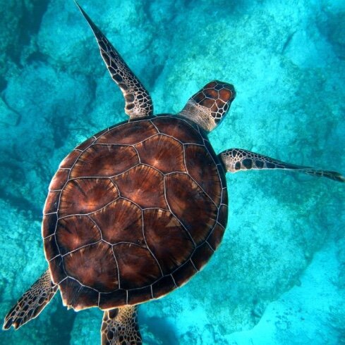 Marine Turtle