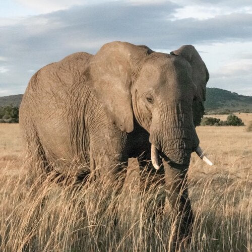 African Elephant