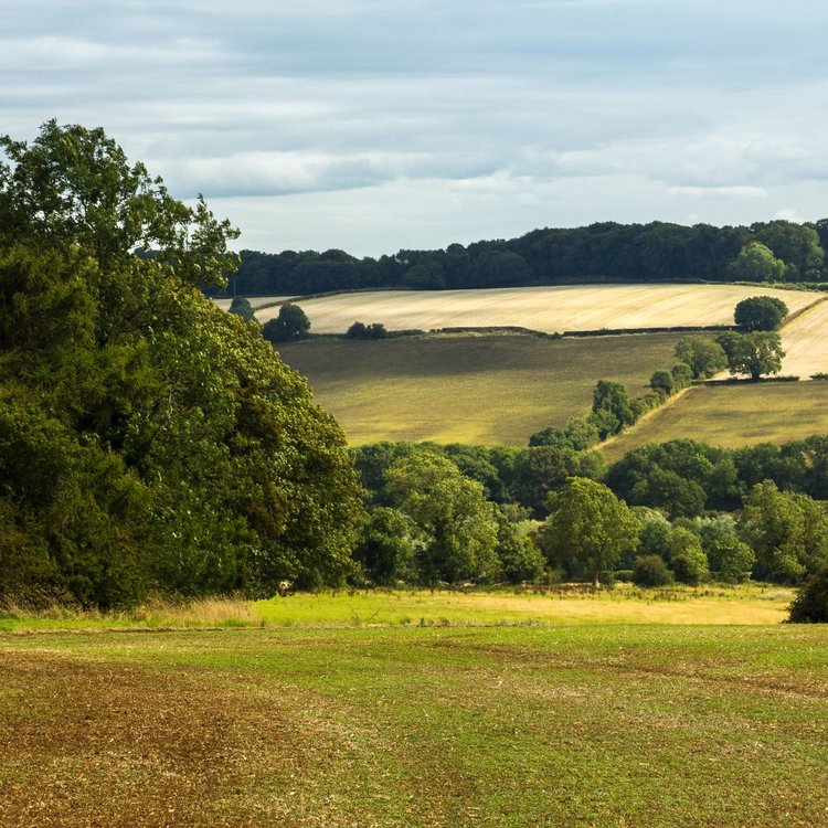 What is rewilding and why does it matter?