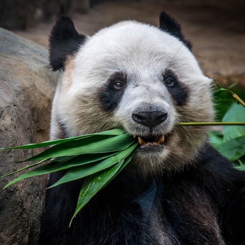 Giant Panda